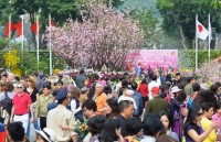 peach blossom festival in dong van stone plateau