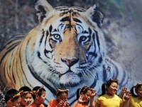 Châu Á: Số lượng hổ hoang dã tăng trở lại