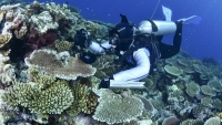 Làm gì để tái sinh rạn san hô khổng lồ Great Barrier?