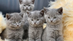 Hơn 300 con mèo ở Anh chết vì một căn bệnh lạ