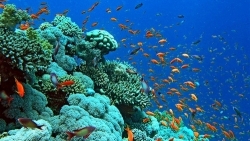 Cuối thế kỷ này, 95% bề mặt đại dương trở nên không còn thích hợp cho sự sống