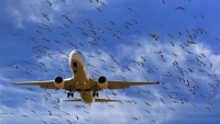 Nga phát triển hệ thống đuổi chim ở sân bay