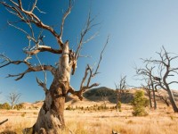 Biến đổi khí hậu có thể "đốn ngã" những cây cổ thụ già nhất