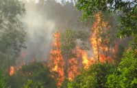 Chính phủ yêu cầu làm rõ một số vụ phá rừng, cháy rừng