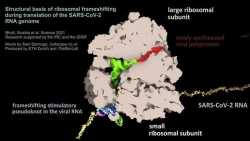 Giới khoa học Thụy Sỹ phát hiện điểm yếu của virus SARS-CoV-2 gây bệnh Covid-19, có thể phát triển thuốc kháng